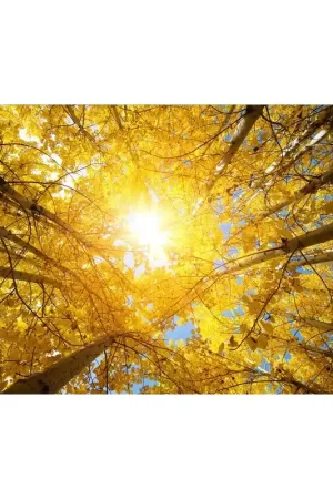 Plafondtendu paysage - Le soleil d'automne Retour Gratuit
