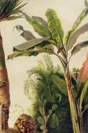 Seulement Aujourd’hui BANANA TREE