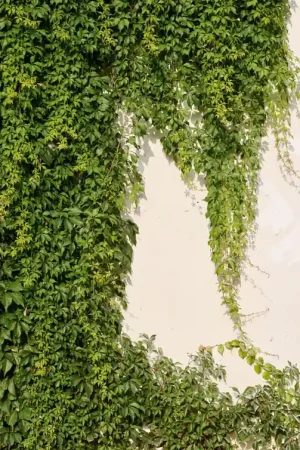 WALL WITH VINES Dernière Chance