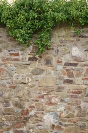 Bon Marché PLANTS ON STONE WALL