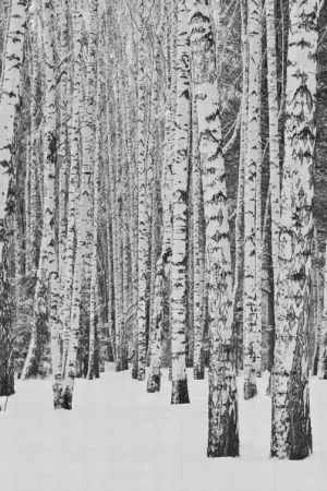 Premium WINTER FOREST