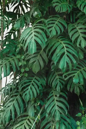 MONSTERA Usine Directe