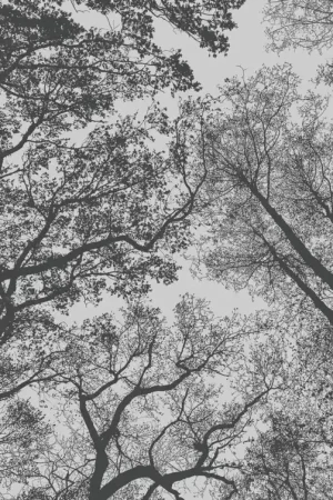 Populaire FOREST MEMORIES