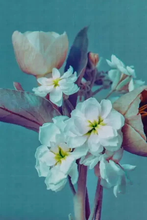 Offre Du Jour BOUQUET OF FLOWERS