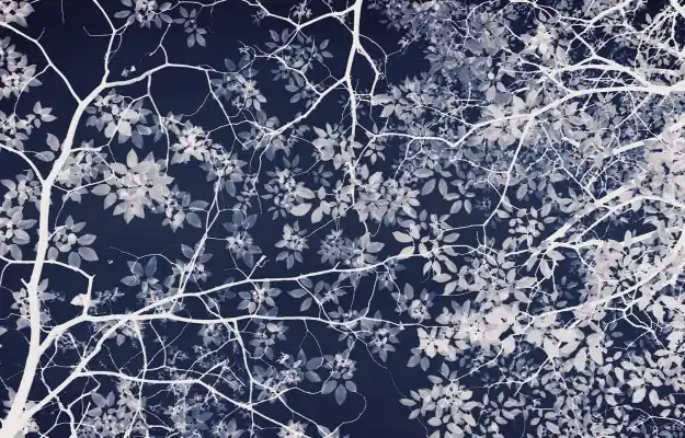 JARDIN NOCTURNE Prix Cassé